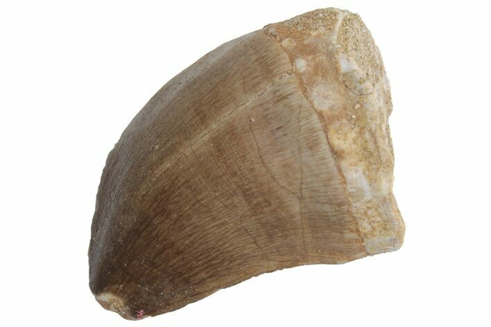 Fossil Mosasaur (Prognathodon) Tooth - Morocco #216986